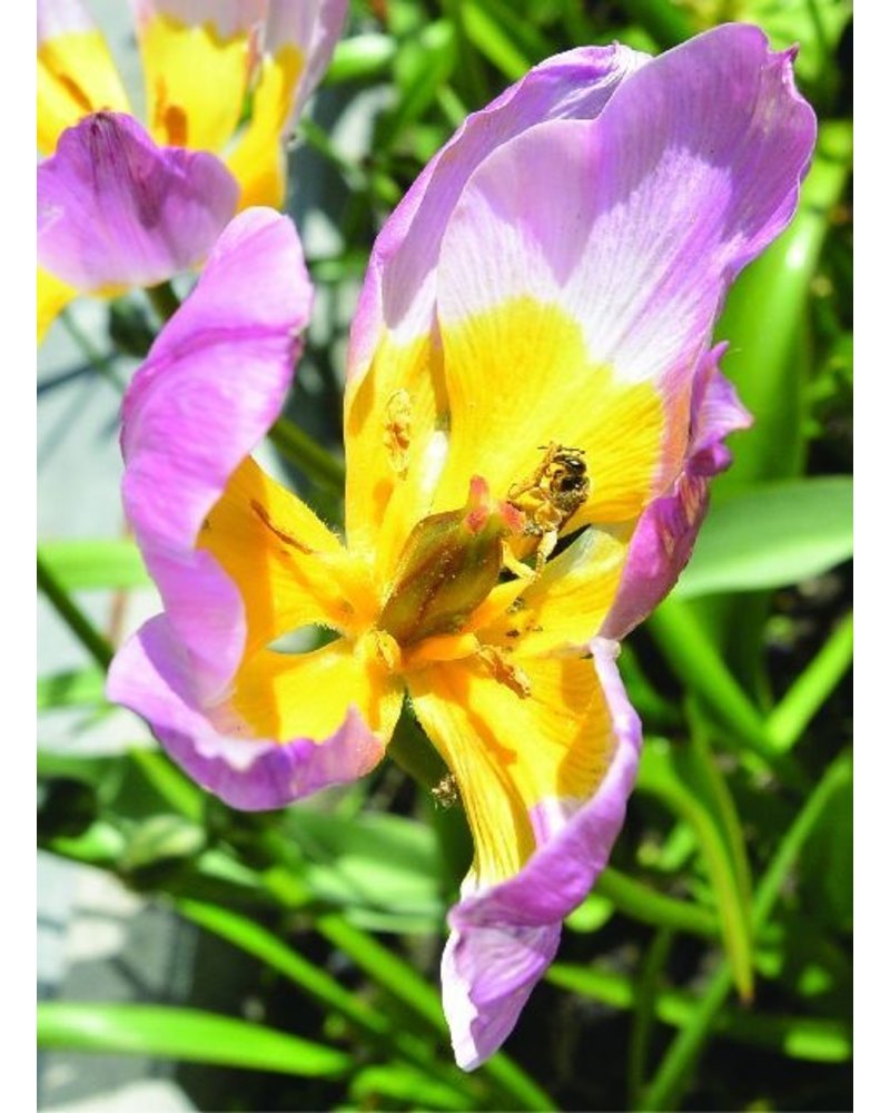 Botanisch Tulpje Lilac Wonder - tulipa lilac wonder - chemievrij geteeld