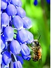 Beekeeper Bulk Package E with 700 flower bulbs. The earliest bloomers with the highest nectar and pollen value.