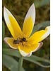Beekeeper Bulk package M with 700 flower bulbs. The earliest bloomers with the highest nectar and pollen value.