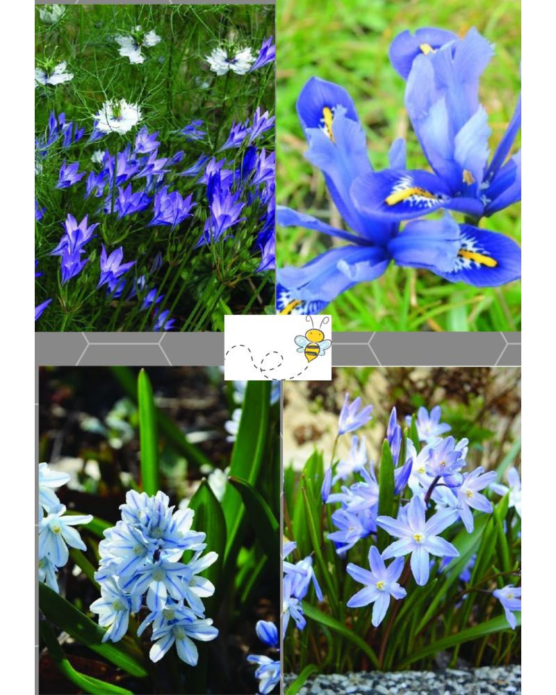 Cheerfull spring - blue Mix 01 (120) - 100% chemiefreier Anbau