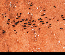 Insecten & Ongedierte