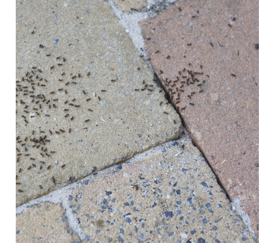 HG verdelger mierenlokdoos binnen & buiten 708002103