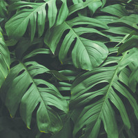 Bladeren Behang, 96 x 280 cm