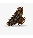 Sasstie Haarspeld Balette Royal Brown