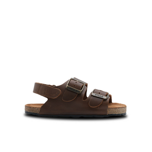 Aylla Arena Junior Brown