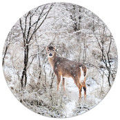 Muurcirkel Hert Muurcirkel Hert