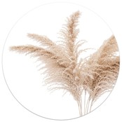 Muurcirkel foto pampas gras Muurcirkel foto pampas gras