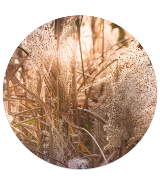 Muurcirkel foto riet