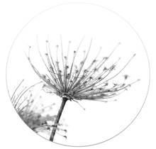 Muurcirkel foto zwartwit gedroogde bloem