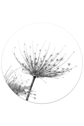 Muurcirkel (binnen) foto zwartwit gedroogde bloem - 3 formaten