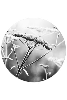 Muurcirkel (binnen) foto zwartwit bloem - 3 formaten