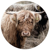 Muurcirkel Schotse hooglander Muurcirkel Schotse hooglander