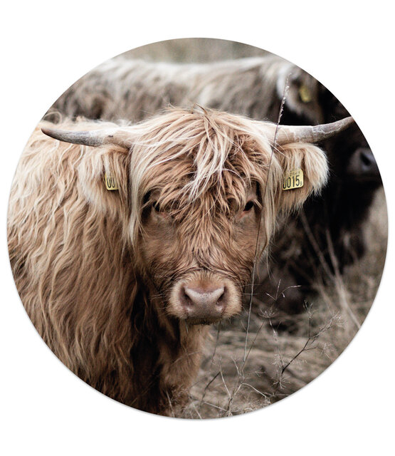 Muurcirkel Schotse hooglander Muurcirkel Schotse hooglander