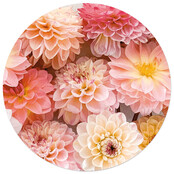 Muurcirkel foto dahlia's