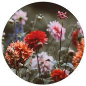 Muurcirkel foto dahlia veld Muurcirkel foto dahlia veld