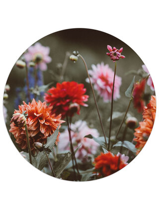 Muurcirkel (binnen) foto dahlia veld - 3 formaten