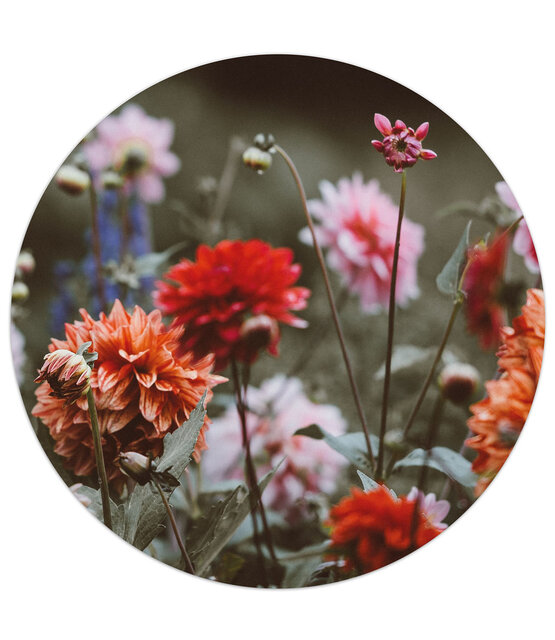 Muurcirkel foto dahlia veld Muurcirkel foto dahlia veld