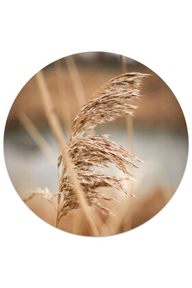 Muurcirkel (binnen) foto pluim - 3 formaten