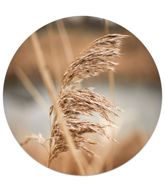 Muurcirkel foto pluim Muurcirkel foto pluim