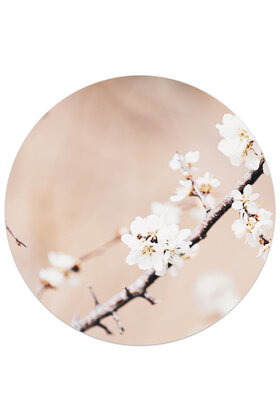 Muurcirkel (binnen) foto kersenbloesem - 3 formaten