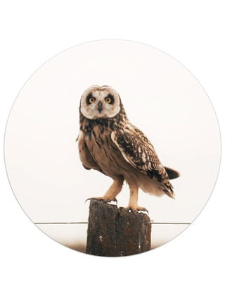 Muurcirkel (binnen) foto uil - 3 formaten