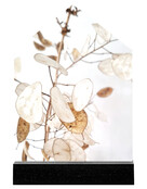 Huisje foto gedroogde lunaria