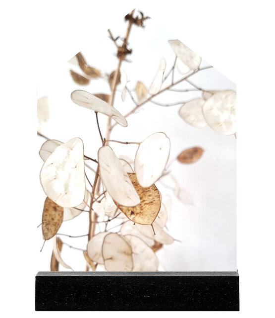 Huisje foto gedroogde lunaria