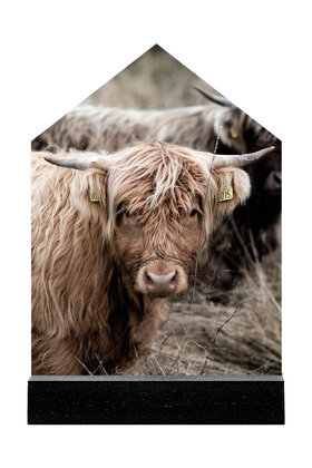 Huisje met foto Schotse hooglander