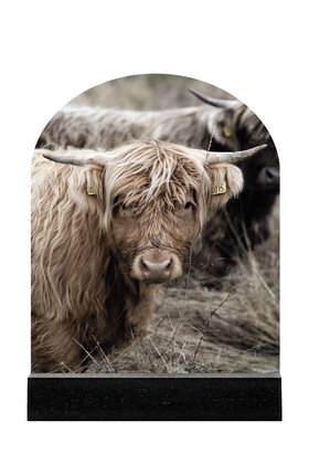 Forex tegeltje boogvorm - Schotse hooglander