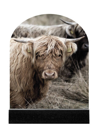 Forex tegeltje boogvorm - Schotse hooglander