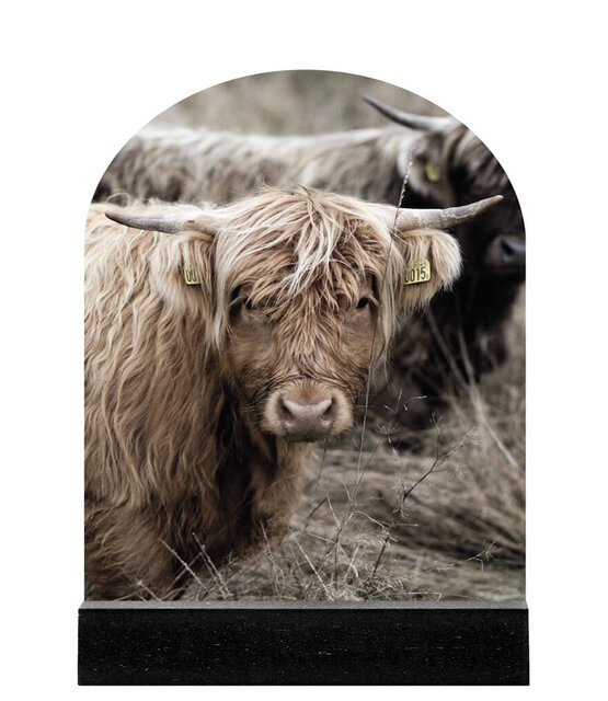 Forex tegeltje boogvorm - Schotse hooglander