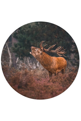 Muurcirkel (binnen) foto hert - 3 formaten