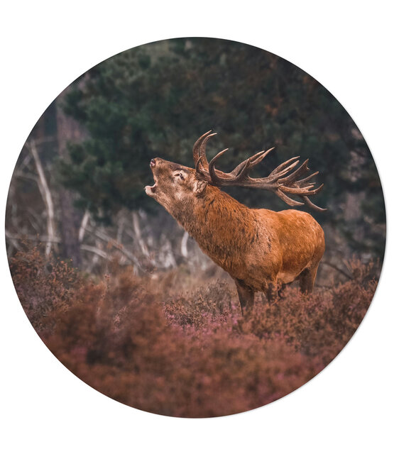 Muurcirkel foto hert