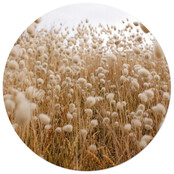 Muurcirkel foto rietveld