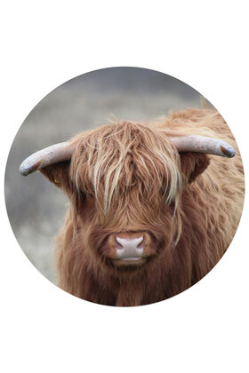 Muurcirkel (binnen) foto Schotse hooglander - 3 formaten