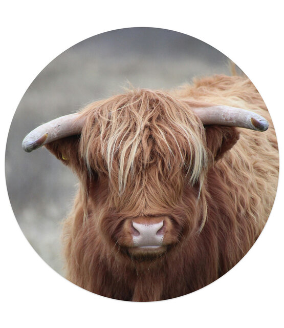 Muurcirkel foto Schotse hooglander