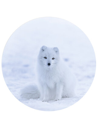 Muurcirkel (binnen) foto poolvos - 3 formaten