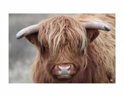 Inductiebeschermer - Schotse hooglander