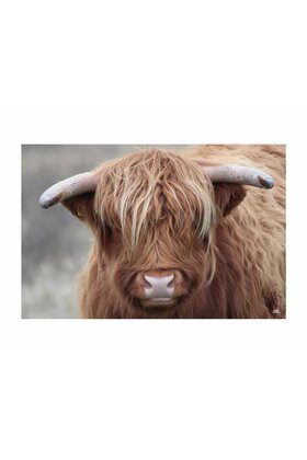 Inductiebeschermer - Schotse hooglander