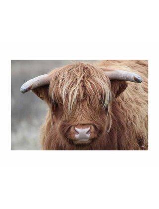 Inductiebeschermer - Schotse hooglander