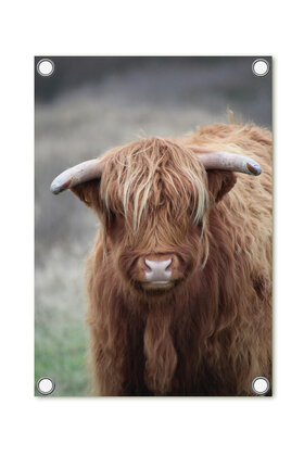 Tuinposter foto met Schotse hooglander