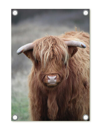 Tuinposter foto met Schotse hooglander