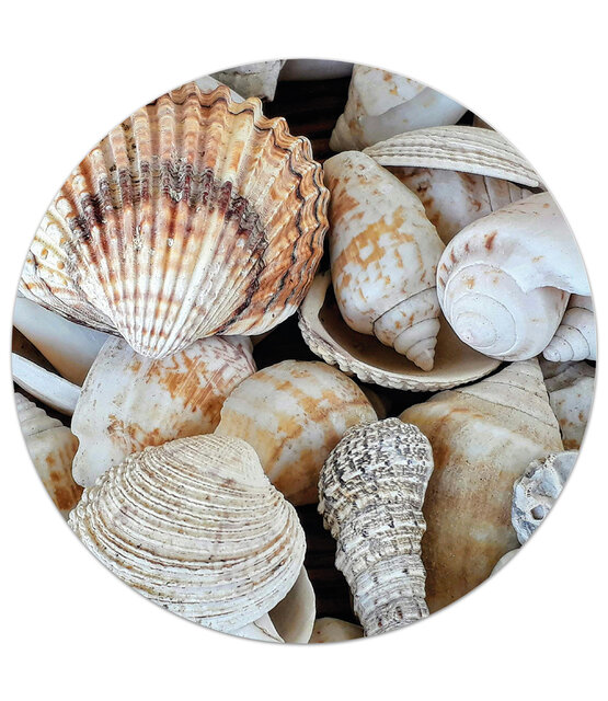 Tuincirkel/muurcirkel foto met schelpen perfect als wanddecoratie voor buiten en binnen