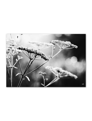 Inductiebeschermer zwart wit foto bloemen