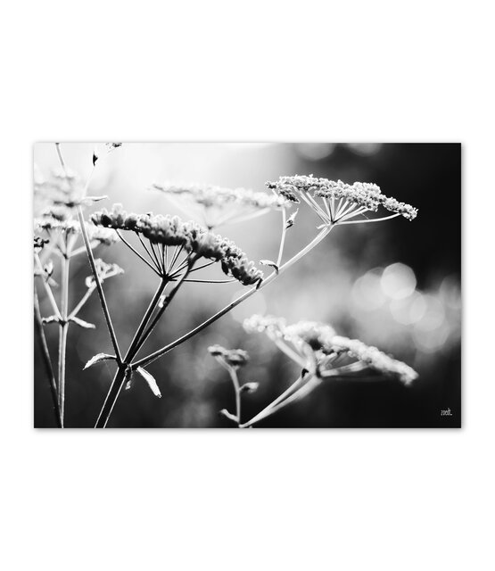 Inductiebeschermer voor inductieplaat – zwart wit foto bloemen  – bescherming & decoratie