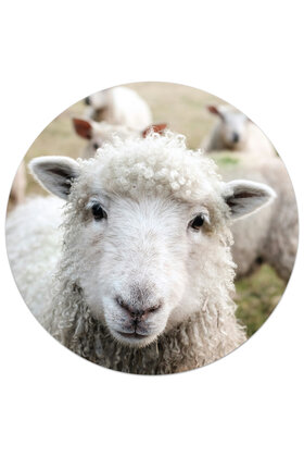 Muurcirkel (binnen) met foto schaap - 3 formaten