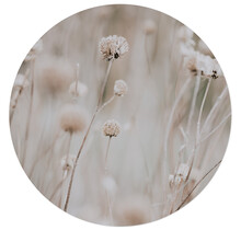 Tuincirkel foto beige bloemen – muurcirkel voor buiten