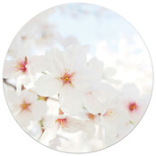 Tuincirkel foto bloesem – muurcirkel voor buiten