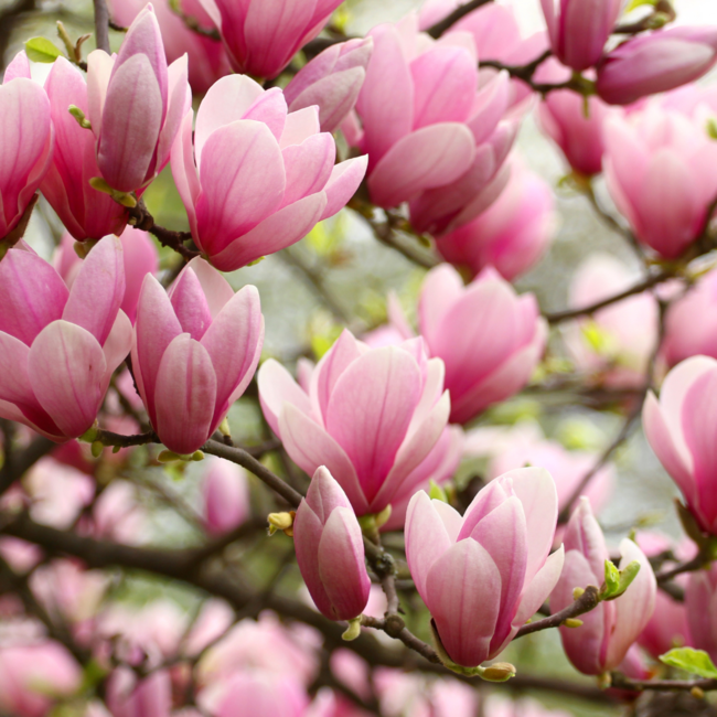 Cologne spray magnolia