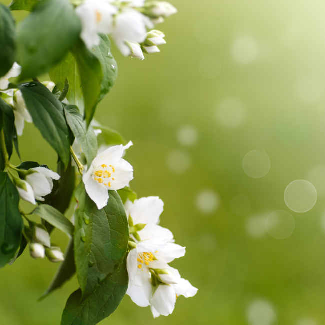 Cologne spray jasmine